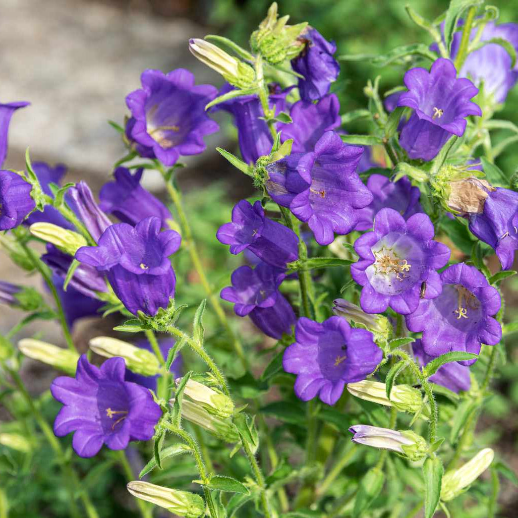 Canterbury Bells Seeds – Mixed Colors
