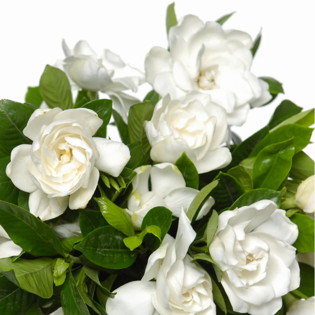 Cape Jasmine Seeds – Fragrant White Blooms
