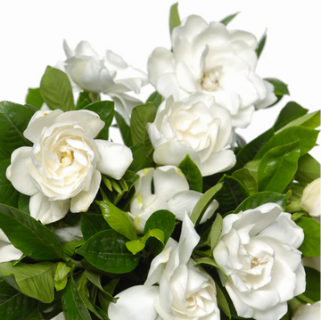 Cape Jasmine Seeds – Fragrant White Blooms
