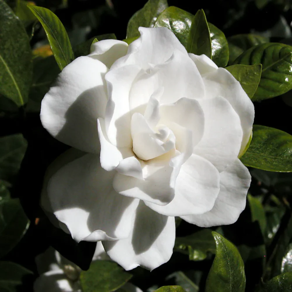 Cape Jasmine Seeds – Fragrant White Blooms
