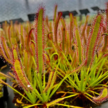 Cape Sundew Seeds

