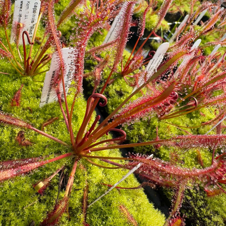 Cape Sundew Seeds
