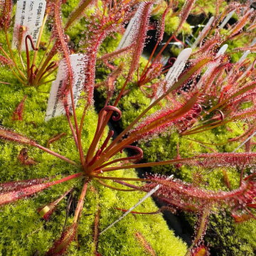 Cape Sundew Seeds
