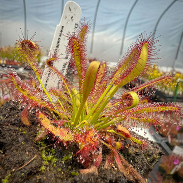 Cape Sundew Seeds
