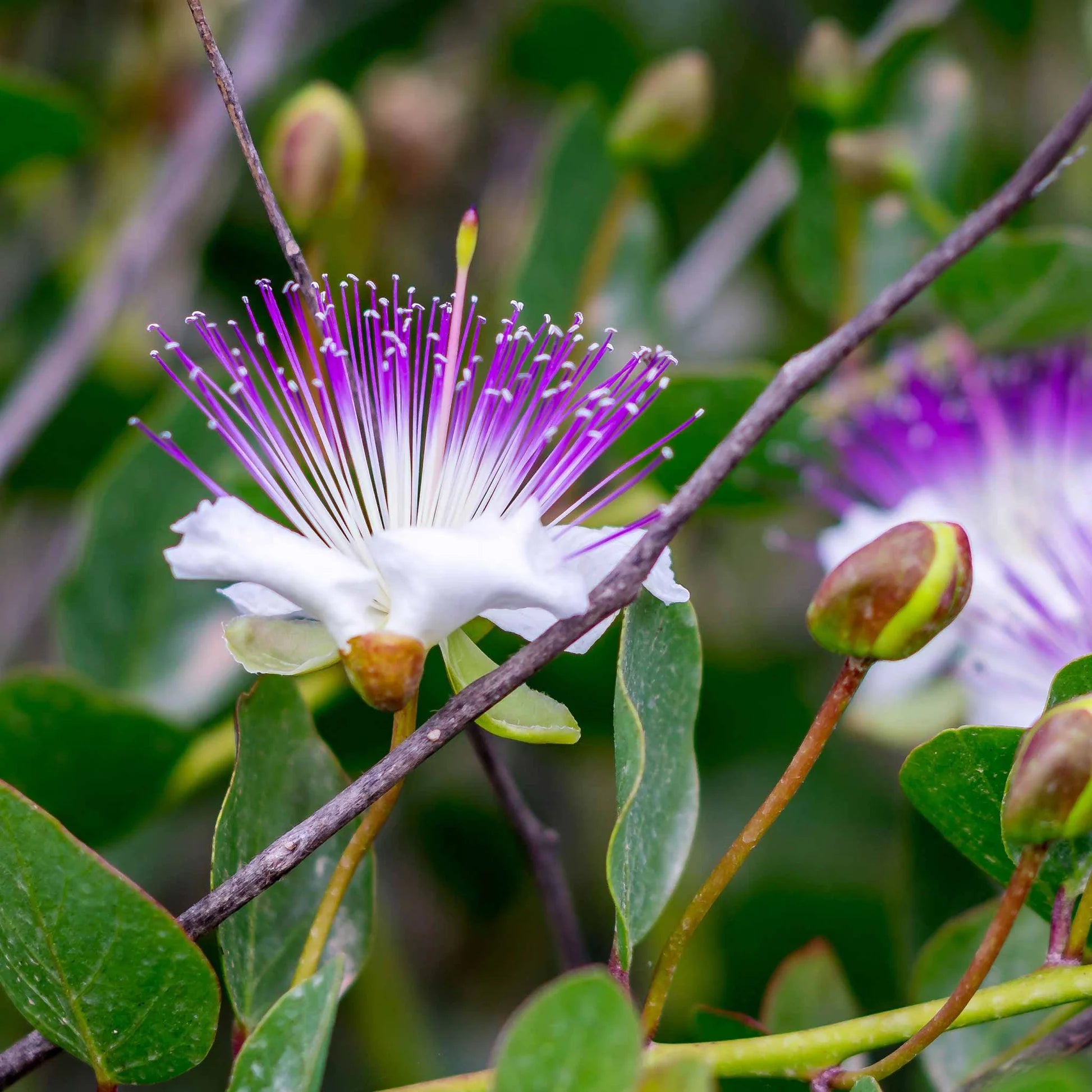 Caper Bush Seeds – Capparis Spinosa
