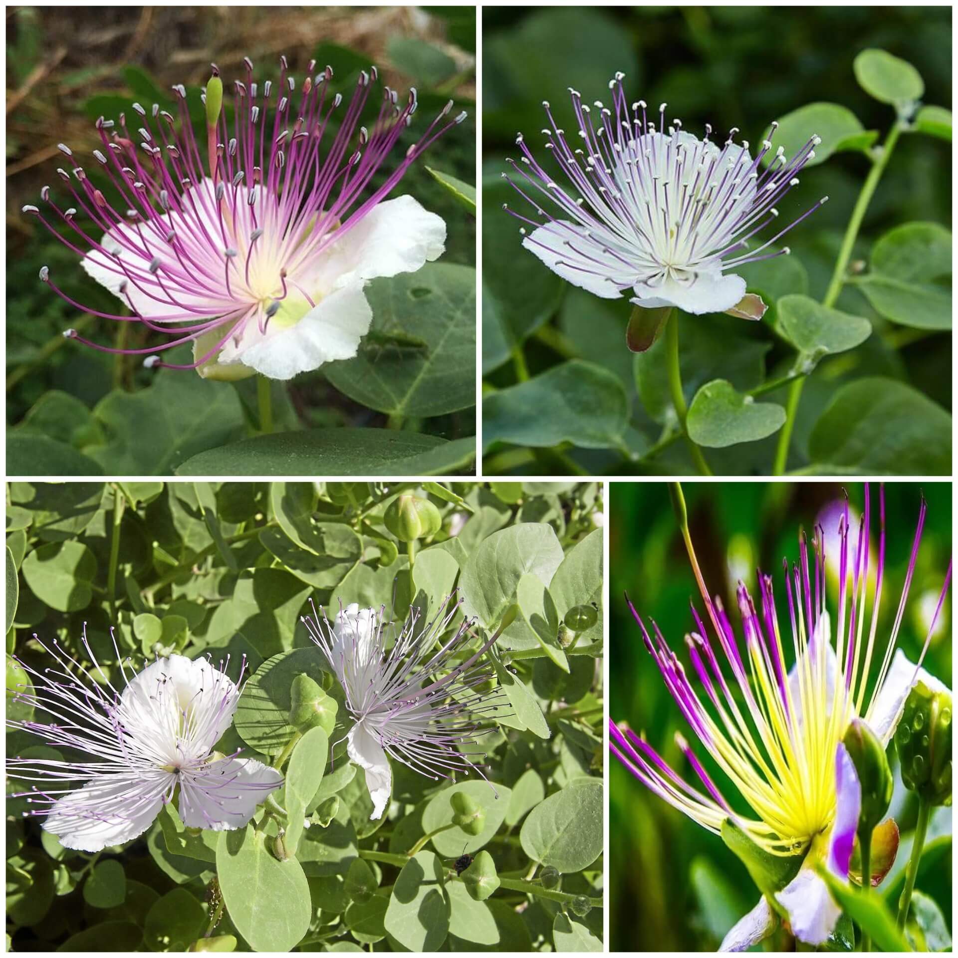 Caper Bush Seeds - All In One For Home Gardens