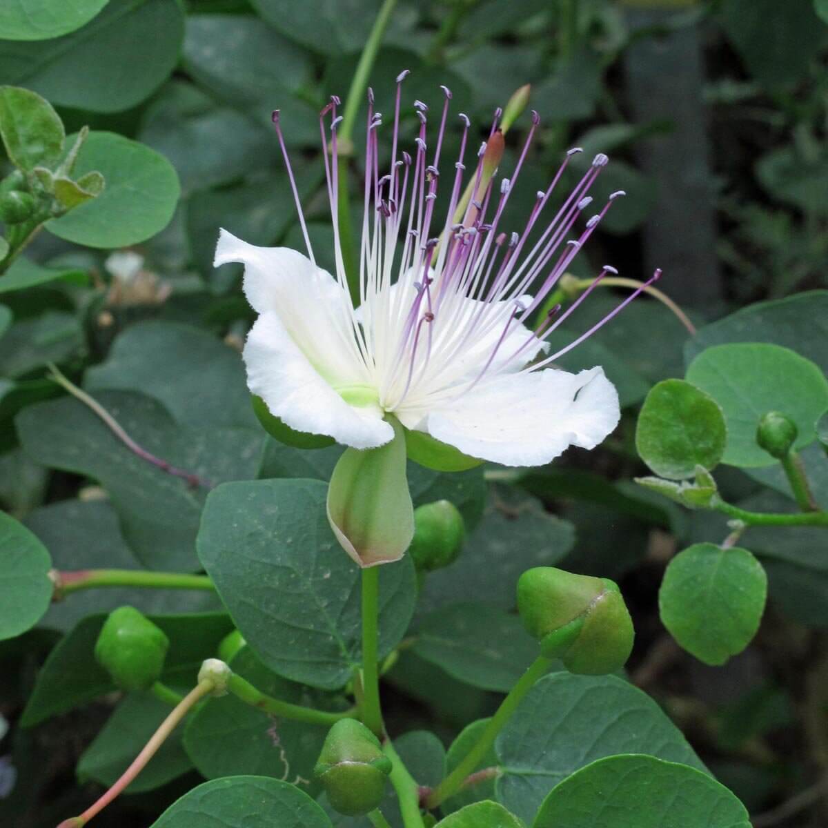 Caper Bush Seeds - All In One For Home Gardens