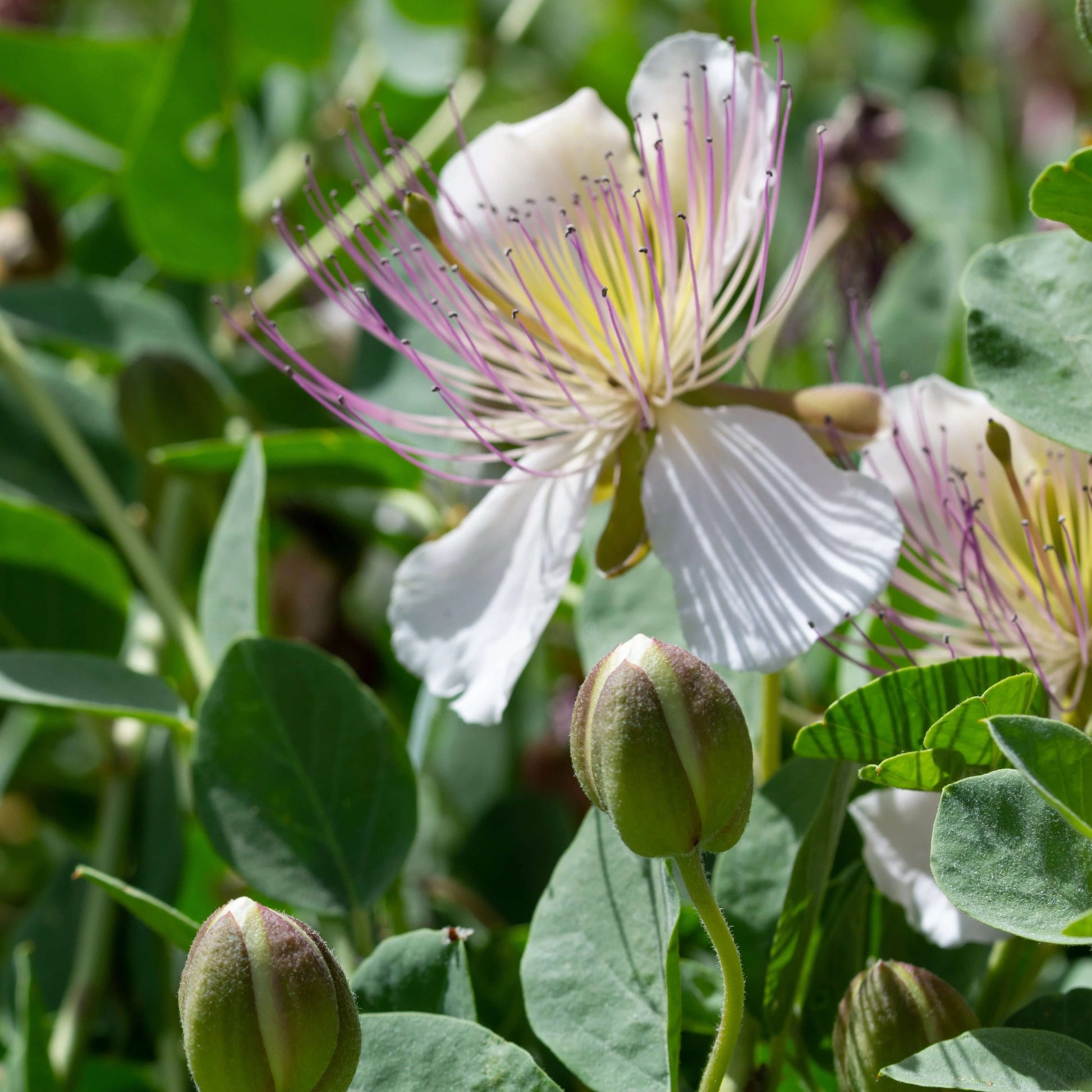 Caper Bush Seeds - All In One For Home Gardens