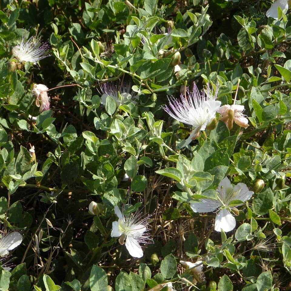 Caper Bush Seeds - All In One For Home Gardens