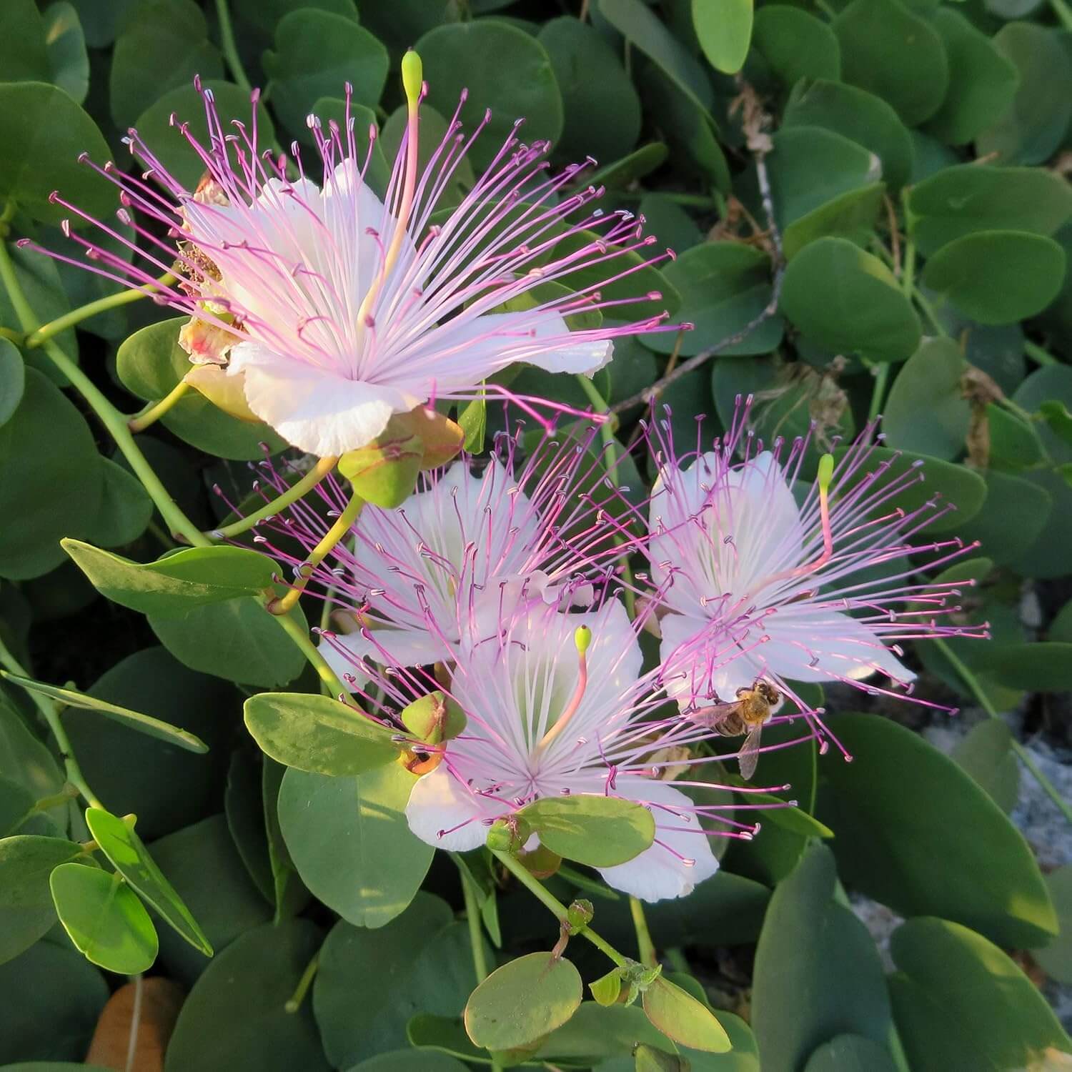 Caper Bush Seeds - All In One For Home Gardens