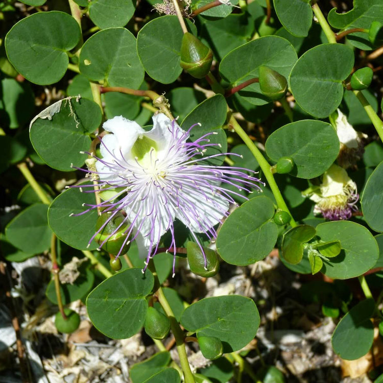 Caper Bush Seeds - All In One For Home Gardens