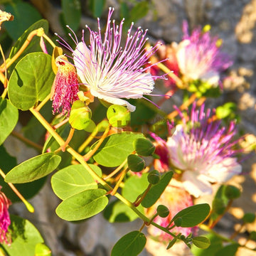 Caper Bush Seeds – Capparis Spinosa
