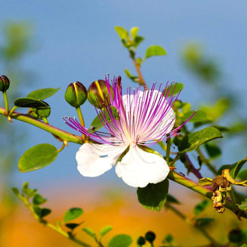 Caper Seeds – Flinders Rose
