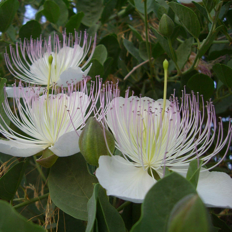 Capparis Spinosa Seeds – Wildflower Mix, Heirloom
