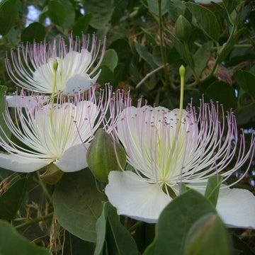 Capparis Spinosa Seeds – Wildflower Mix, Heirloom
