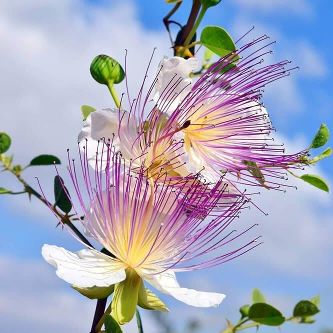 Capparis Spinosa Seeds – Wildflower Mix, Heirloom
