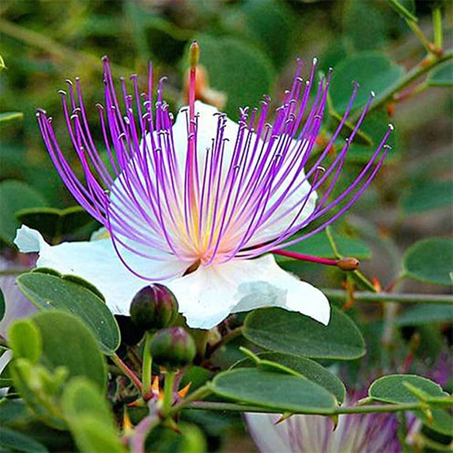 Capparis Spinosa Seeds – Wildflower Mix, Heirloom

