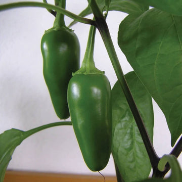 Capsicum Annuum Seeds - Vegetable Plant