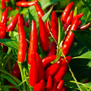 Capsicum Annuum Seeds - Vegetable Plant