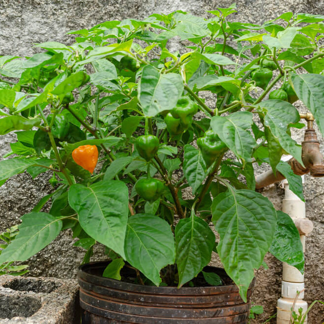 Capsicum Chinense Seeds