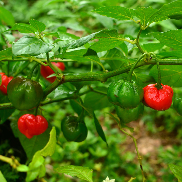 Capsicum Chinense Seeds