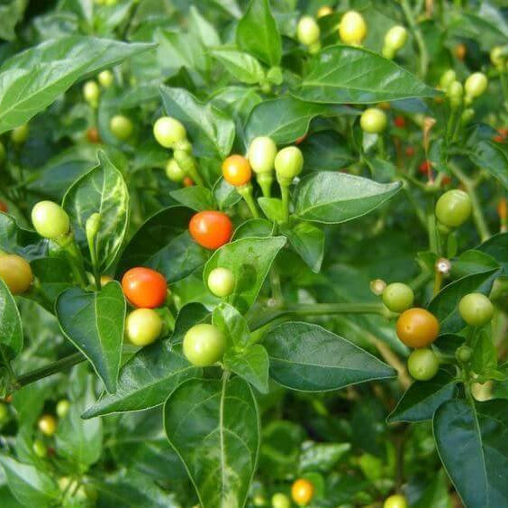 Capsicum Chinense Seeds