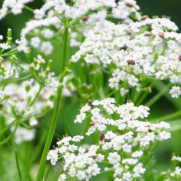 Caraway Seeds – Heirloom