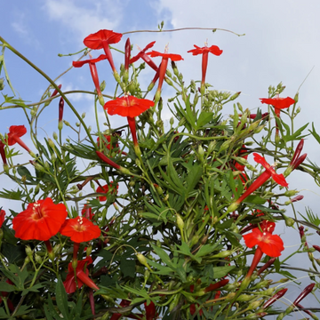 Cardinal Climber Seeds – Red Morning Glory Vine
