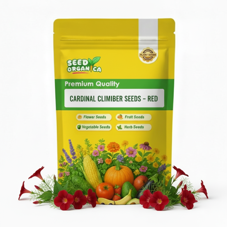Cardinal Climber Seeds – Red