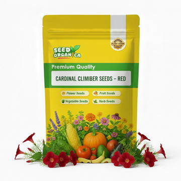 Cardinal Climber Seeds – Red
