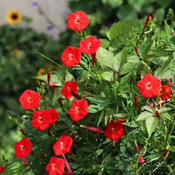 Cardinal Climber Seeds – Red Morning Glory Vine
