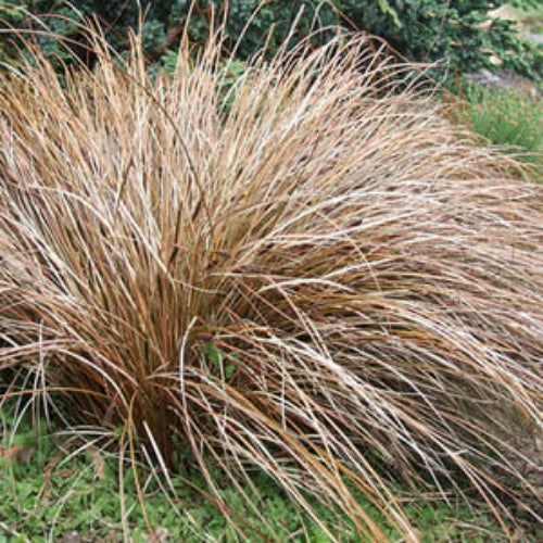 Carex Comans Seeds – Graceful
