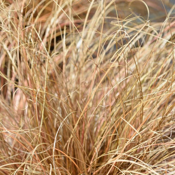 Carex Comans Seeds – Graceful
