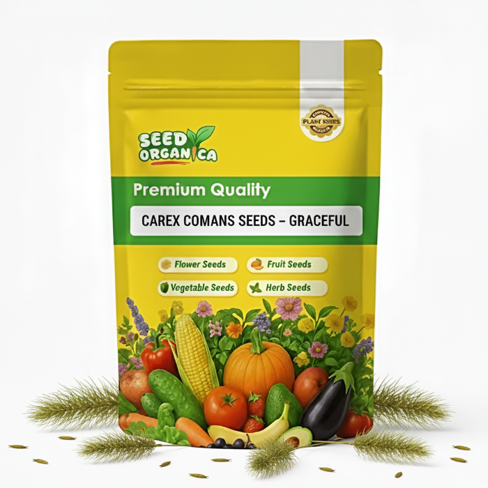 Carex Comans Seeds – Graceful