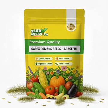 Carex Comans Seeds – Graceful