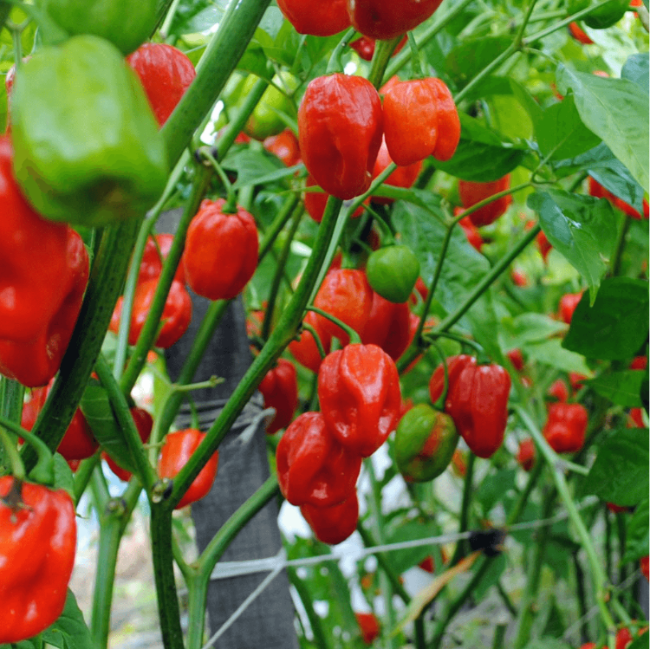 Caribbean Hot Pepper Seeds