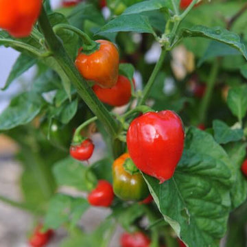 Caribbean Red Seasoning Pepper Seeds