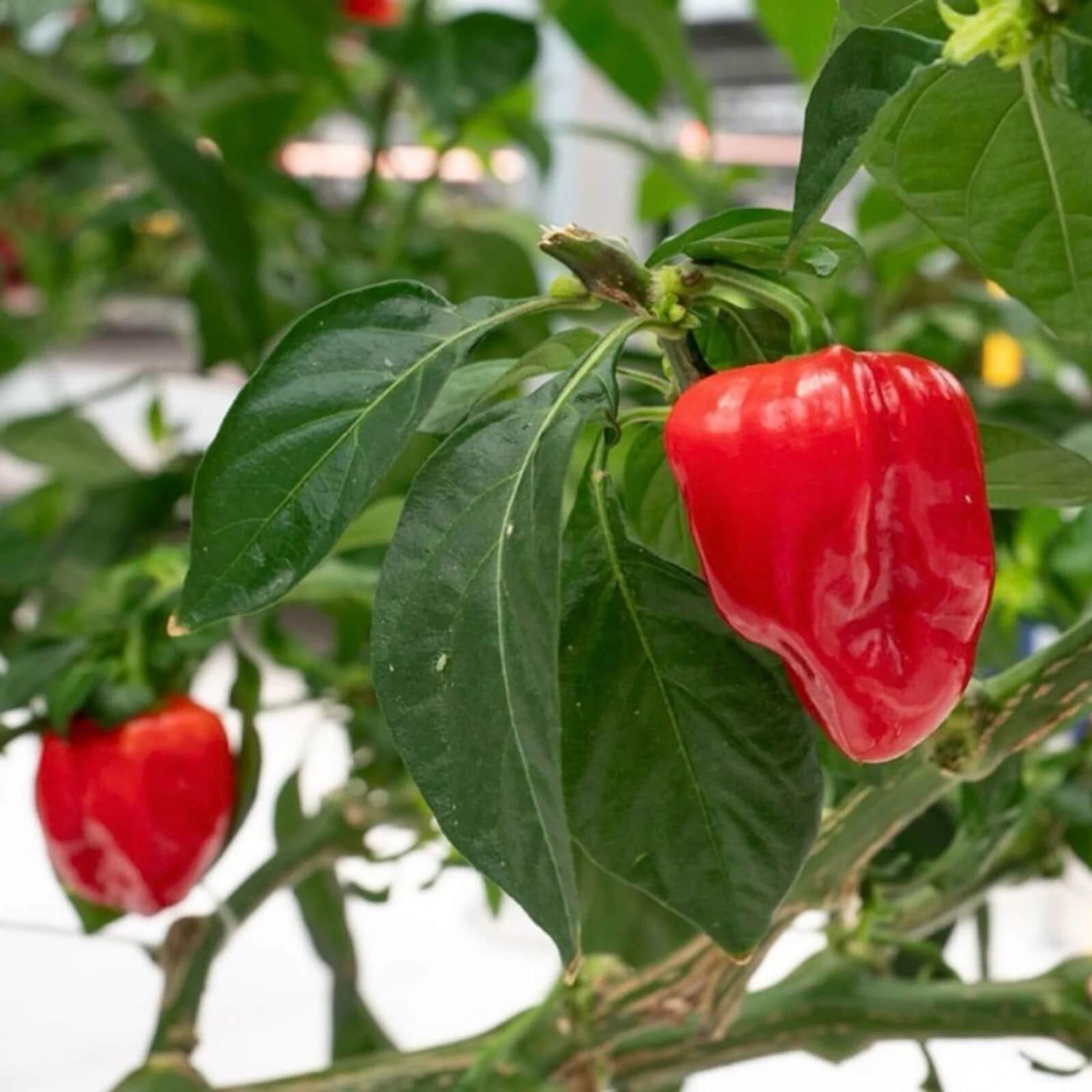 Caribbean Red Seasoning Pepper Seeds