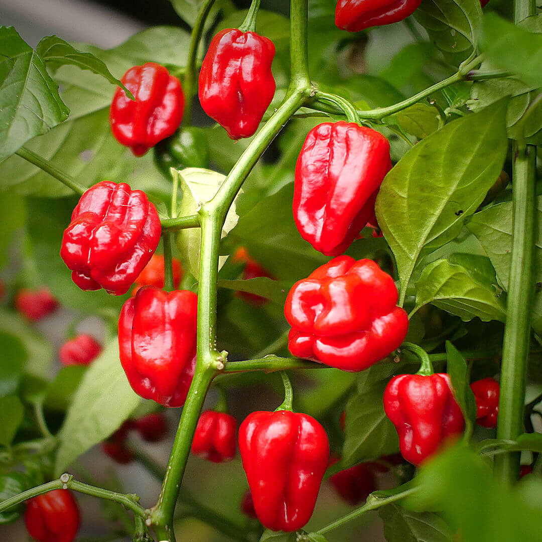 Caribbean Scotch Bonnet Chili Seeds