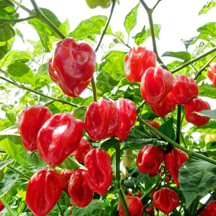 Caribbean Seasoning Pepper Seeds