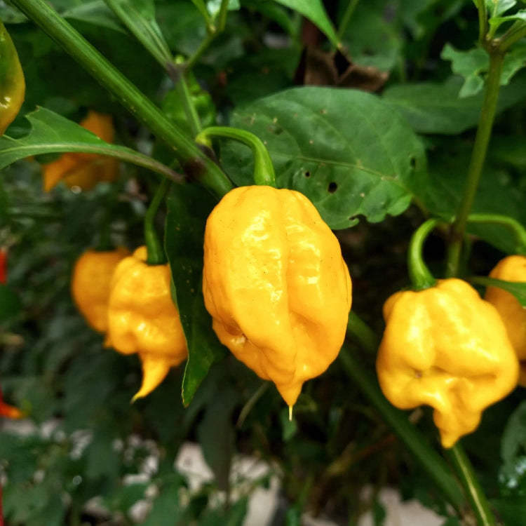 Caribbean Seasoning Pepper Seeds