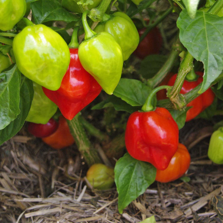 Caribbean Seasoning Pepper Seeds