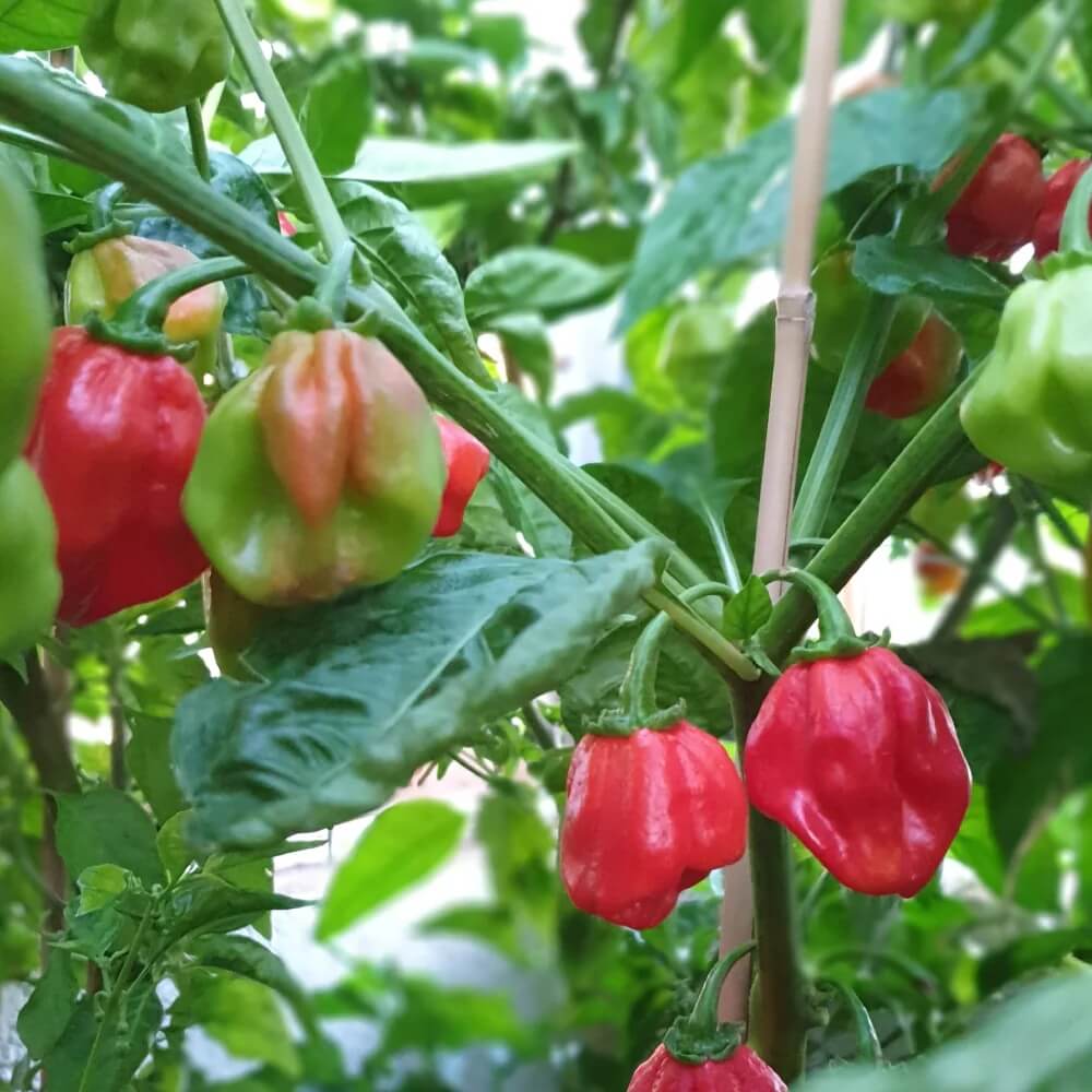 Caribbean Super Hot Chili Seeds