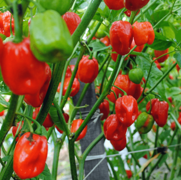 Caribbean Super Hot Chili Seeds