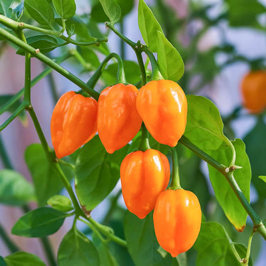 Caribbean Sweet Pepper Seeds