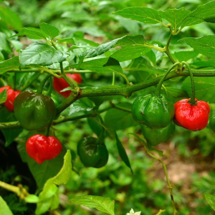 Caribbean Sweet Pepper Seeds