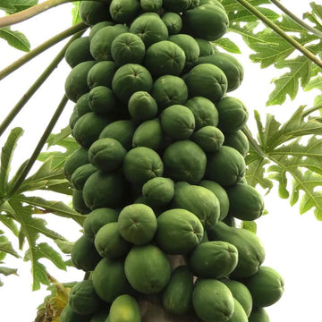 Papaya Seeds – Carica