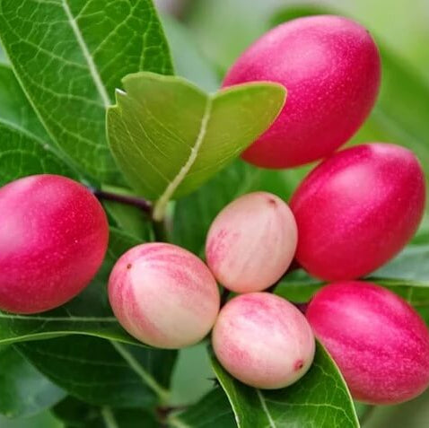 Carissa Seeds – Lime Berry