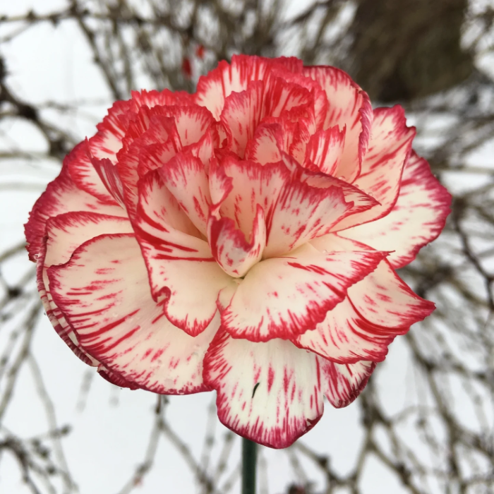 Carnation Seeds – Avranchin Red & White
