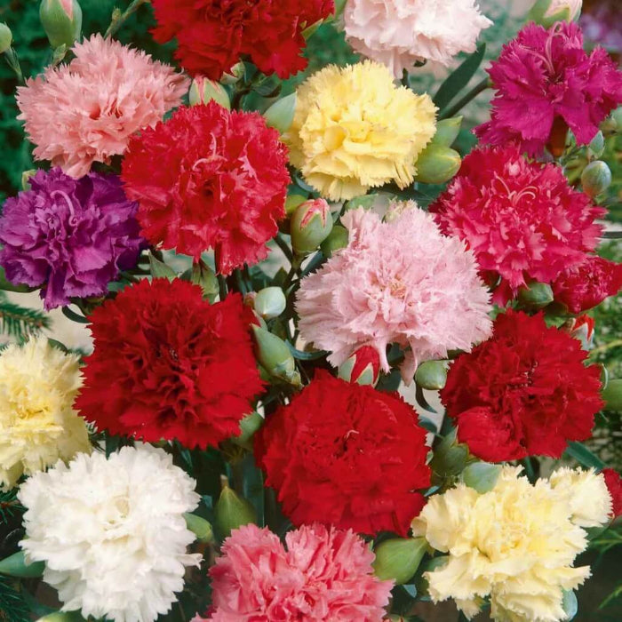 Carnation Double Mix Seeds